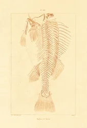 Skelett, 1833-39